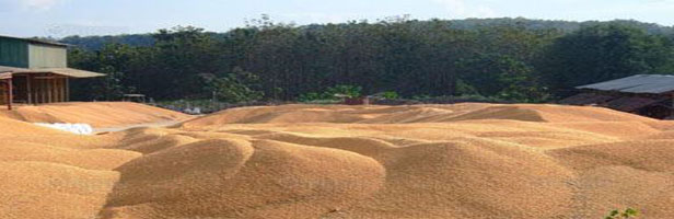 Rice husk biomass from the Rice mill.